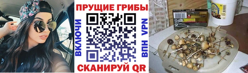 Галлюциногенные грибы Psilocybe  Бирск 